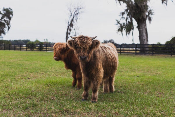 cows on farm